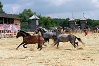 В Древнем Киеве – выставка лошадей и День воды